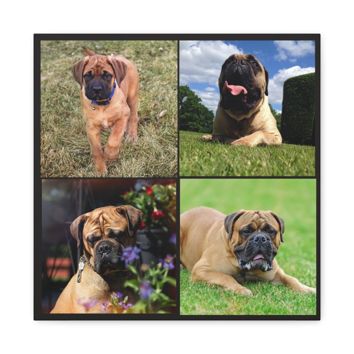 Personalized Pet Photo Canvas | Custom Dog Collage Canvas Print | Square Pet Wall Art | Dog Memorial or Gift for Pet Lovers | Matte Canvas